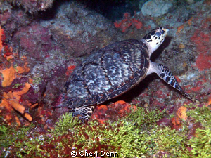 Beautifully hidden under a coral ledge. by Cheri Denn 
